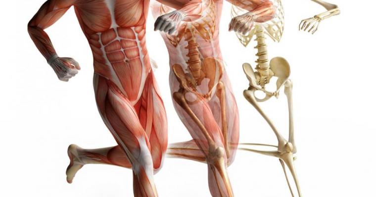Biomeccanica del corpo umano