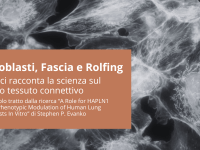 Fibroblasti, fascia e Rolfing: cosa ci racconta la scienza sul nostro tessuto connettivo