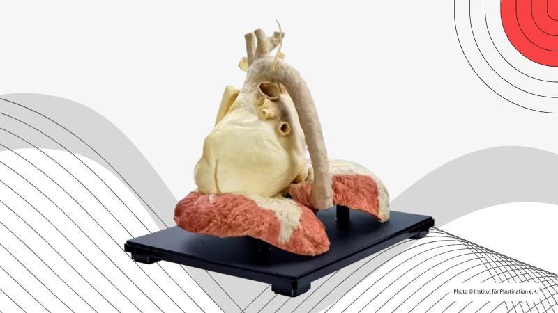 Liberare il Cuore con il Rolfing Liberare il Cuore con il Rolfing