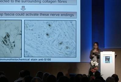 Fascia e propriocezione, dal punto di vista della Dott.ssa Carla Stecco Fascia e propriocezione, dal punto di vista della Dott.ssa Carla Stecco